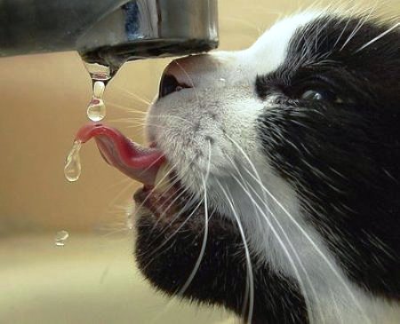 Come stimolare l’assunzione d’acqua nel cane e nel gatto