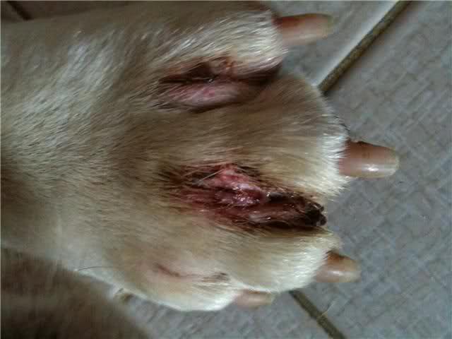 dermatite zampe cane rimedi naturali semne de infecție cu taurul uman