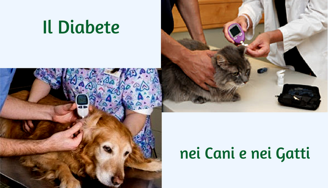 Glicemia e diabete mellito Cane e Gatto