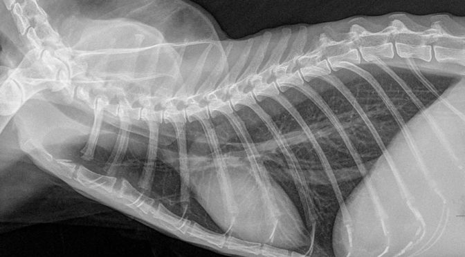 Gli esami radiografici veterinari