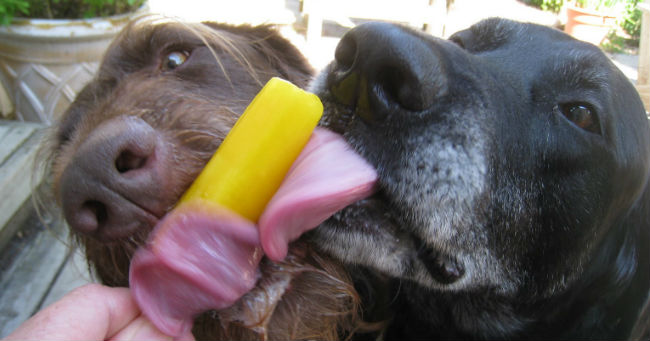 IL GELATO PER CANI