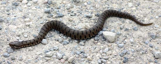 Morso di serpente nel cane