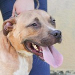amstaff