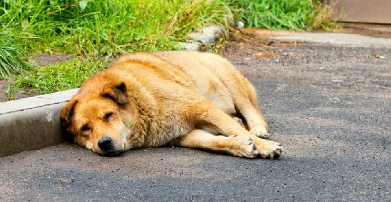 Omissione di soccorso per animali