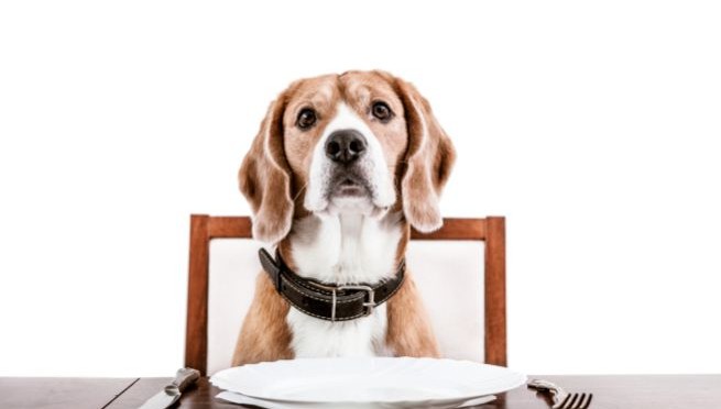 AL RISTORANTE CON IL CANE