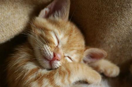 ABITUARE IL GATTO ALLA GATTAIOLA - Ambulatorio Veterinario e Consultorio  Comportamentale Dr. Giovanni Bucci val di Fiemme e val di Fassa