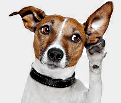 L’udito del cane