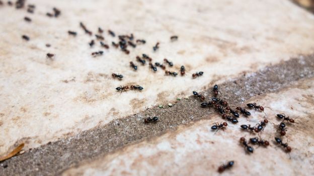 Aiuto! Le formiche in casa…