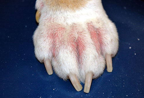 Dermatite interdigitale del cane