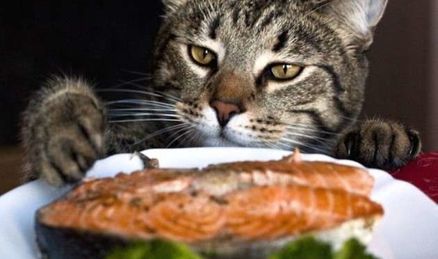 Dieci regole per l’alimentazione del Gatto