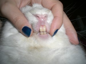I denti del coniglio