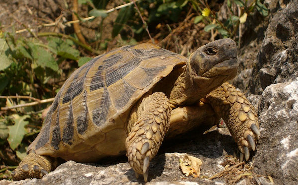 Tartarughe terrestri. La messa in letargo