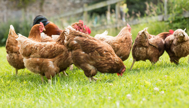 Acaro rosso del pollo (pollini)