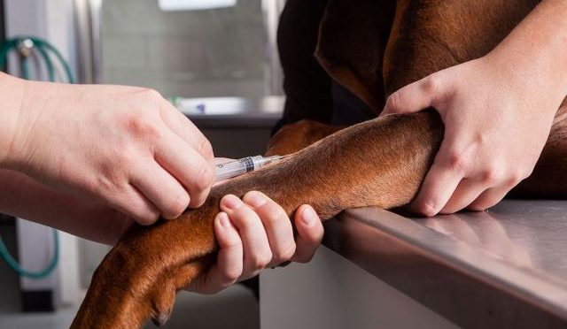 GLI ESAMI DEL SANGUE cane e gatto