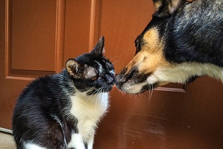 Insufficienza renale cane e gatto