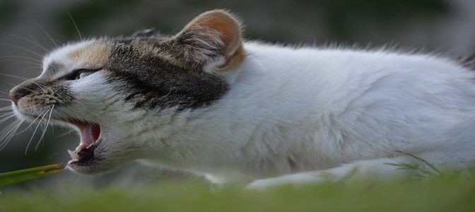 Il vomito nel gatto