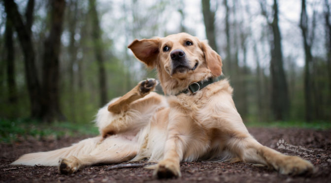 Il prurito nel cane